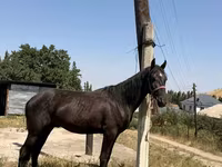 Horse (M), Horses — photo 4