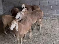 Ram, Arashan sheep — photo 2