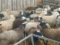 公羊, Baerchuke sheep — 照片 5