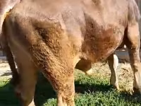 ثور, Swiss cattle — الصورة 3