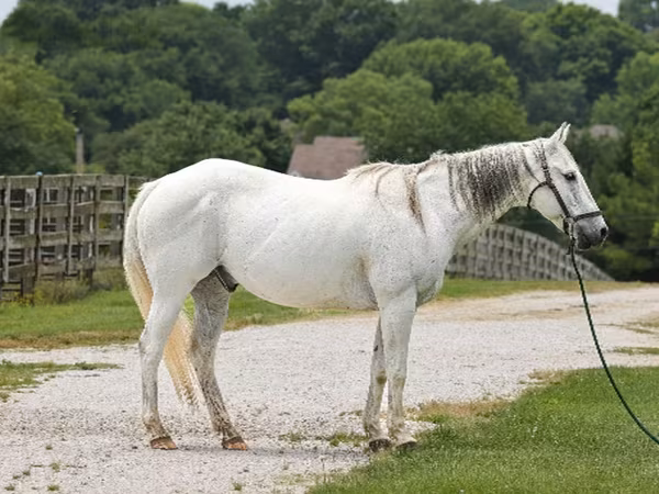 公马, National Show Horse