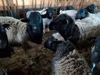 Ram, Precoce sheep — photo 3