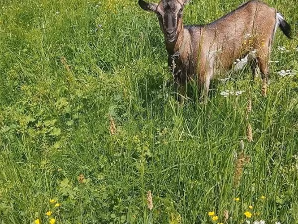 母山羊, Goats — 俄罗斯