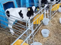 Bull, Cattle — photo 5