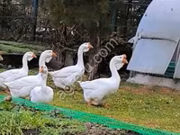 Geese — photo 1