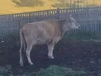 母牛, Cattle — 照片 8