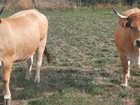 母牛, Aubrac cattle — 照片 2