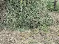 Бэлэн хадаад овоолсон өвс — photo 1