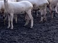 भेड़, Tsigai sheep — फ़ोटो 5