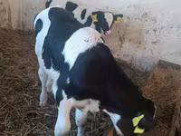 公牛, Cattle — 照片 2