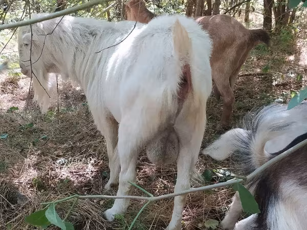 Ziegenbock, LaMancha goats