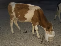 Bull, Swiss cattle — photo 3