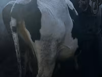 母牛, Cattle — 照片 3