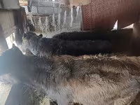 Bull, Cattle — photo 2