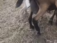 बकरी, Czech Brown Shorthaired goats — फ़ोटो 2