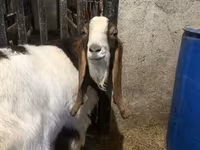 Billy Goat, Kamori goats — photo 3