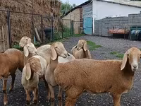 Schaf, Arashan sheep — Foto 3