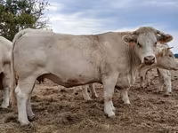 母牛, Charolais cattle — 照片 2