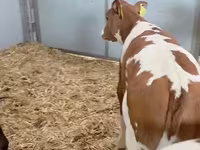 母牛, Cattle — 照片 5
