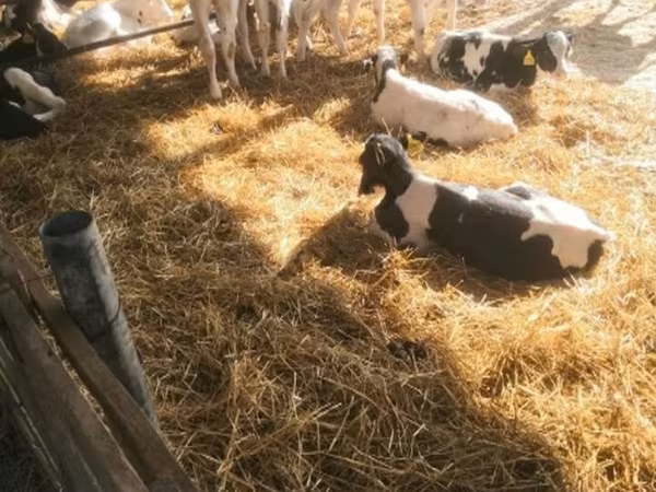 公牛, Swiss cattle