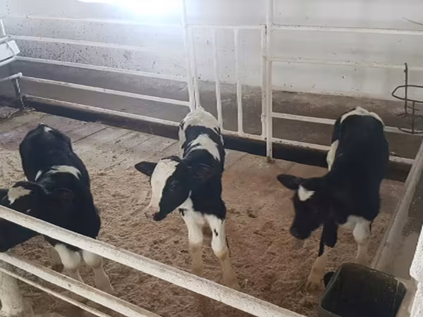 Holstein breed
