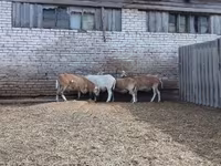 Widder, Katum sheep — Foto 3