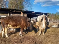 Vaca, Raza Holstein — foto 6