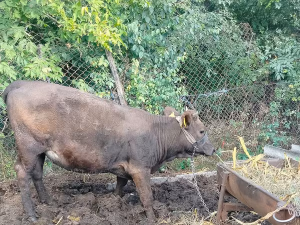 गाय, मवेशी