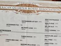 公马, Quarter Horse — 照片 3