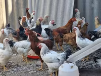 Chickens — Foto 4