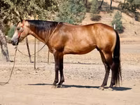 घोड़ा, Quarter Horse — फ़ोटो 1
