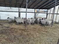 公羊, Romanov sheep — 照片 2
