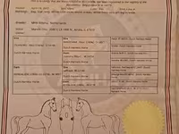 母马, Dutch warmblood horse — 照片 2