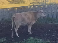 母牛, Cattle — 照片 2