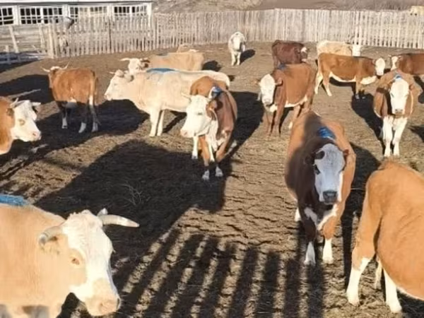 母牛, Cattle