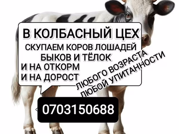 公牛, Cattle — 吉尔吉斯斯坦
