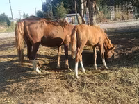 母马, Horses — 照片 3