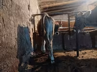 Vaca, Swiss cattle — foto 6
