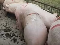 公猪, Pigs — 照片 5