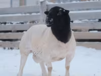 公羊, Dorper sheep — 照片 1