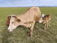 Cow, Holstein breed — photo 6