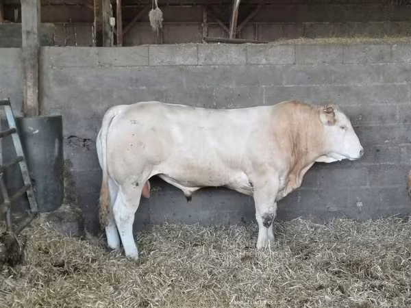 公牛, Cattle