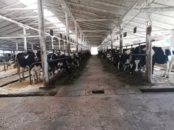 母牛, Holstein breed — 俄罗斯