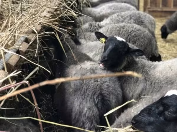 公羊, Sheep — 俄罗斯