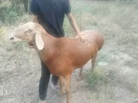كبش, الأغنام — الصورة 2