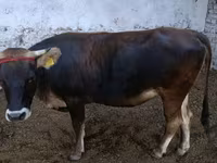 公牛, Alatau breed — 照片 3