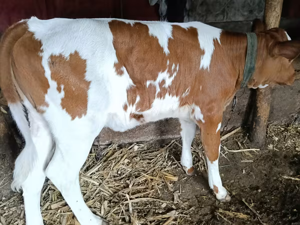 गाय, ऐरशायर