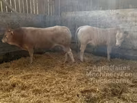 सांड, Blonde d’Aquitane cattle — फ़ोटो 3