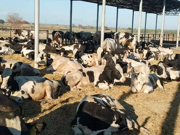 公牛, Swiss cattle — 俄罗斯