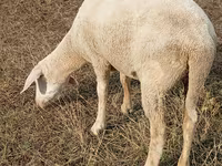Schaf, Merino sheep — Foto 1